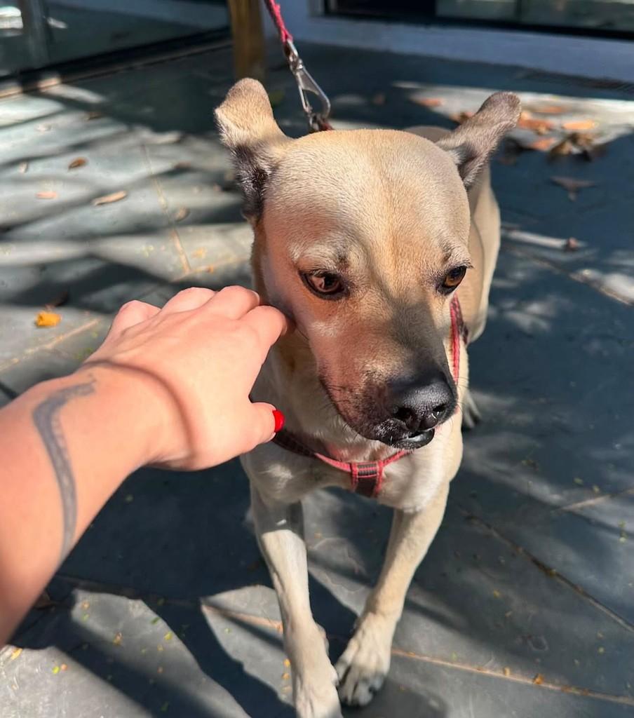 Pluto, cachorro de porte pequeno para adoção em Campinas - SP