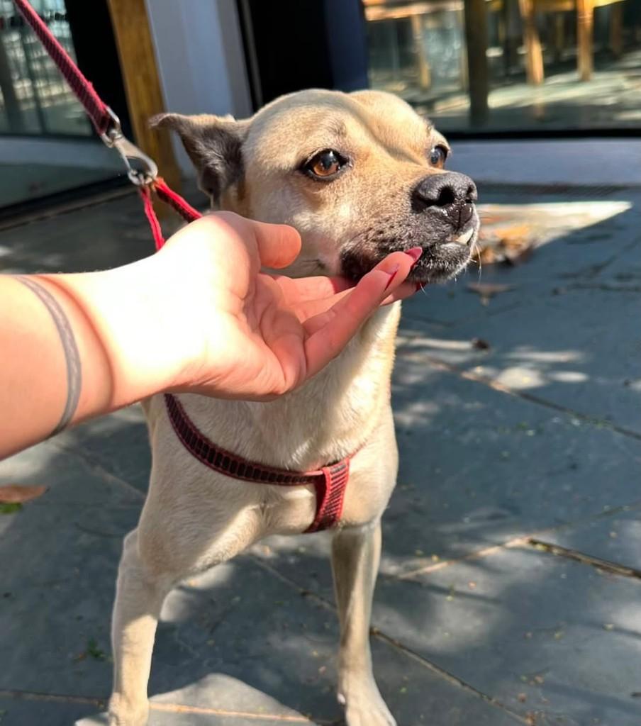 Pluto, cachorro de porte pequeno para adoção em Campinas - SP — foto 2 de 5