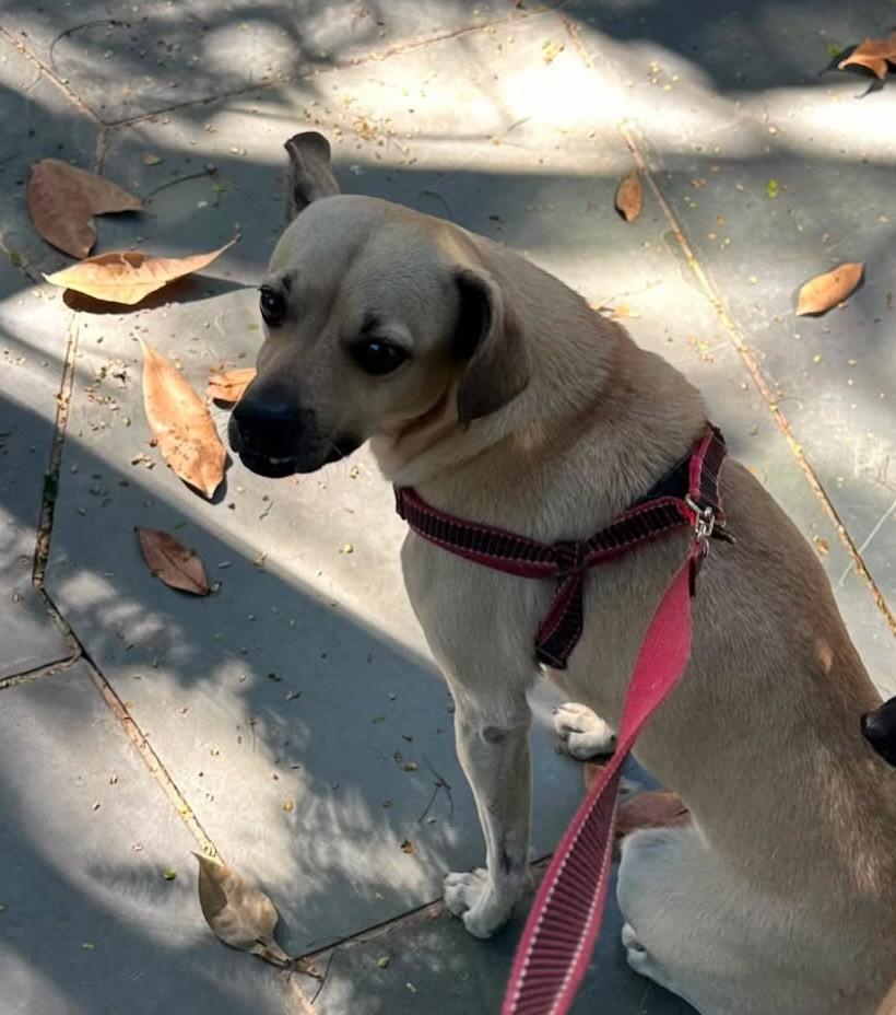 Pluto, cachorro de porte pequeno para adoção em Campinas - SP — foto 3 de 5