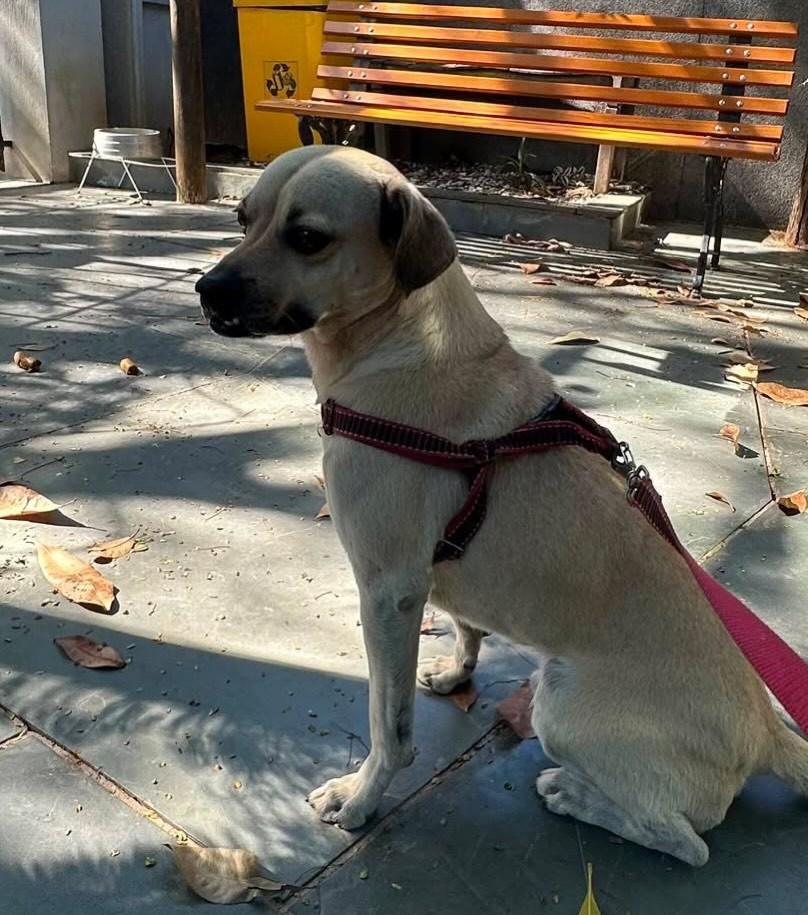 Pluto, cachorro de porte pequeno para adoção em Campinas - SP — foto 4 de 5