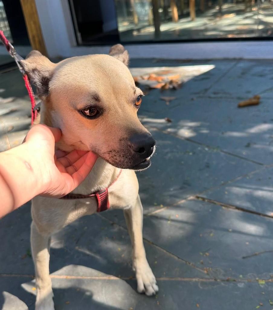 Pluto, cachorro de porte pequeno para adoção em Campinas - SP — foto 5 de 5