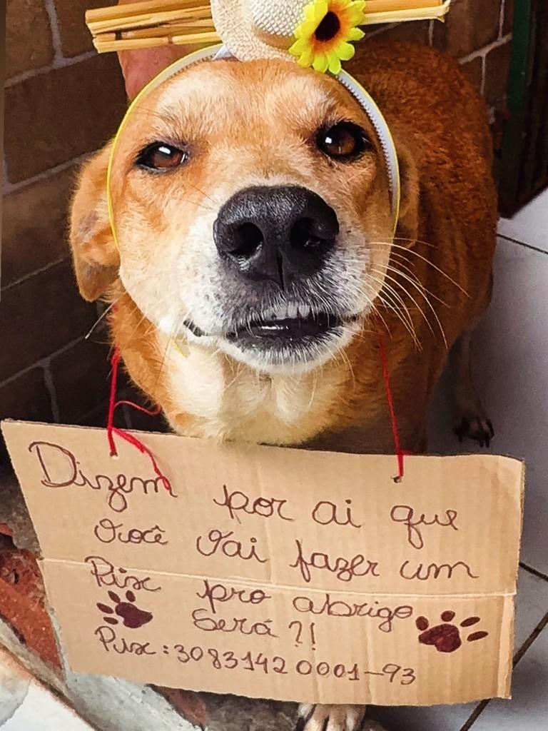 Caramelo Valentina, cachorro de porte médio para adoção em Maceió - AL