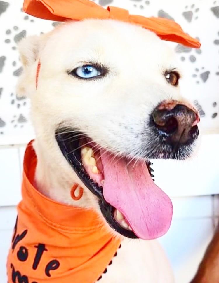 Melzinha, cachorro de porte médio para adoção em Maceió - AL