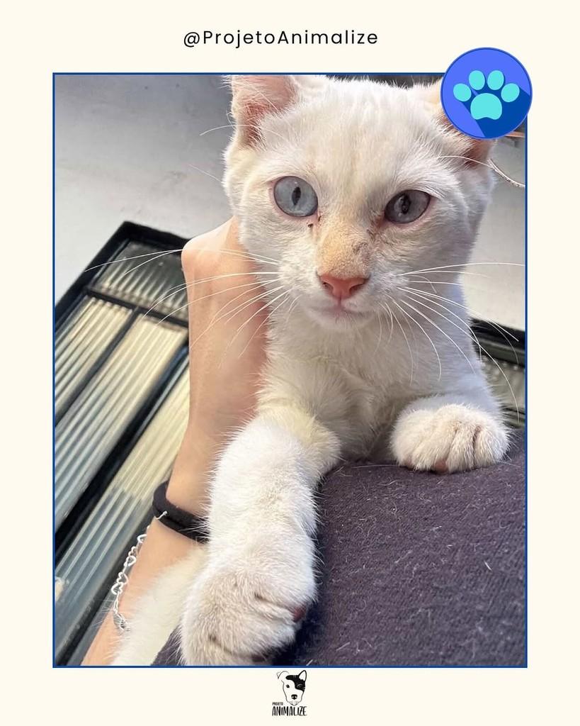 Floco de neve, gato de porte pequeno para adoção em Londrina - PR