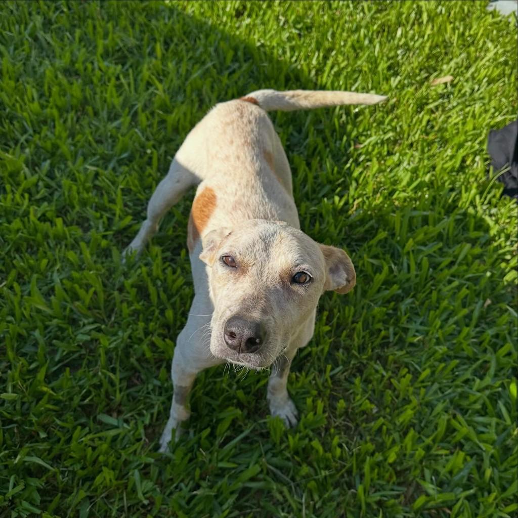 Valente, cachorro de porte pequeno para adoção em São Leopoldo - RS