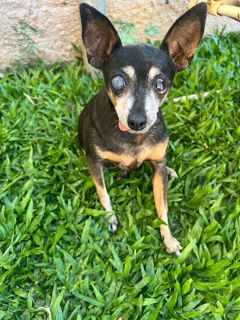 Nina, cachorro de porte pequeno para adoção em São Leopoldo - RS