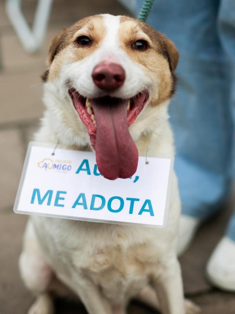 Bento, cachorro de porte médio para adoção em São Leopoldo - RS