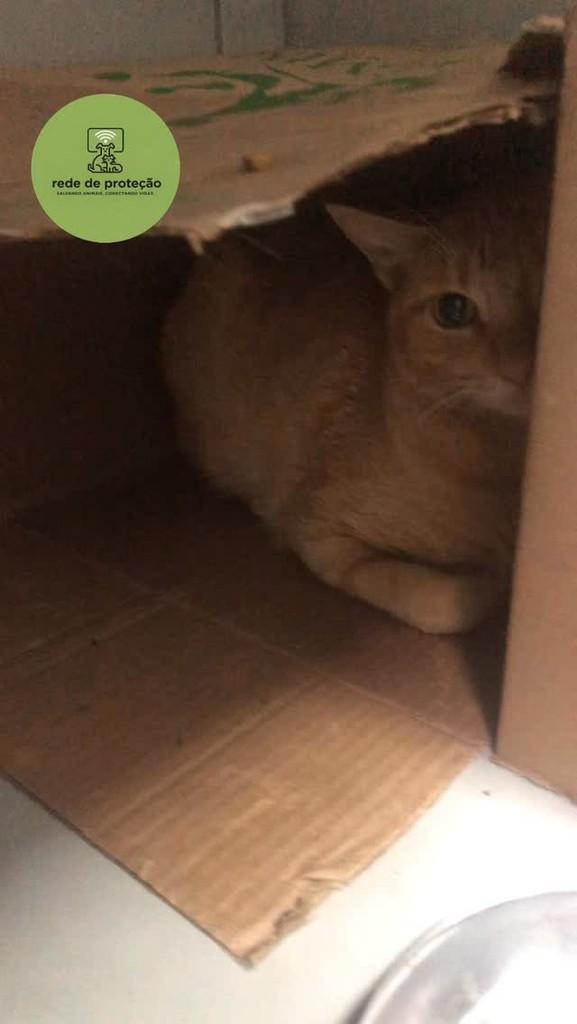 Funny, gata de porte médio para adoção em São Leopoldo - RS