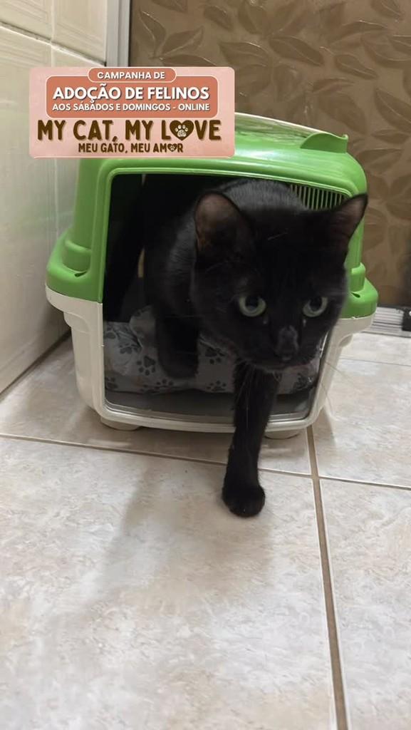 Maria, gato de porte pequeno para adoção em São Leopoldo - RS