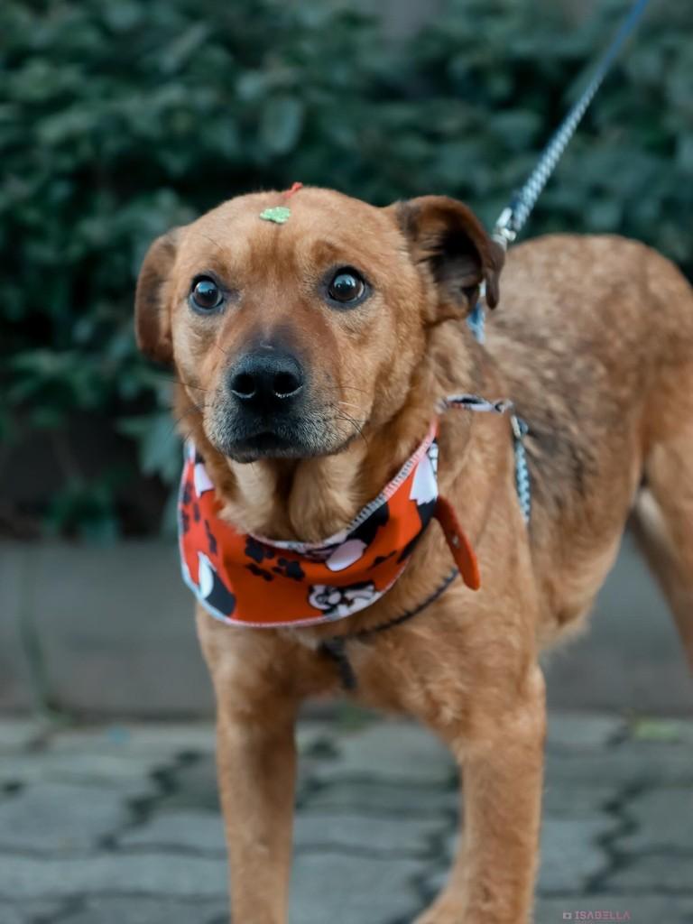 Leonzinho, cachorro de porte pequeno para adoção em São Leopoldo - RS