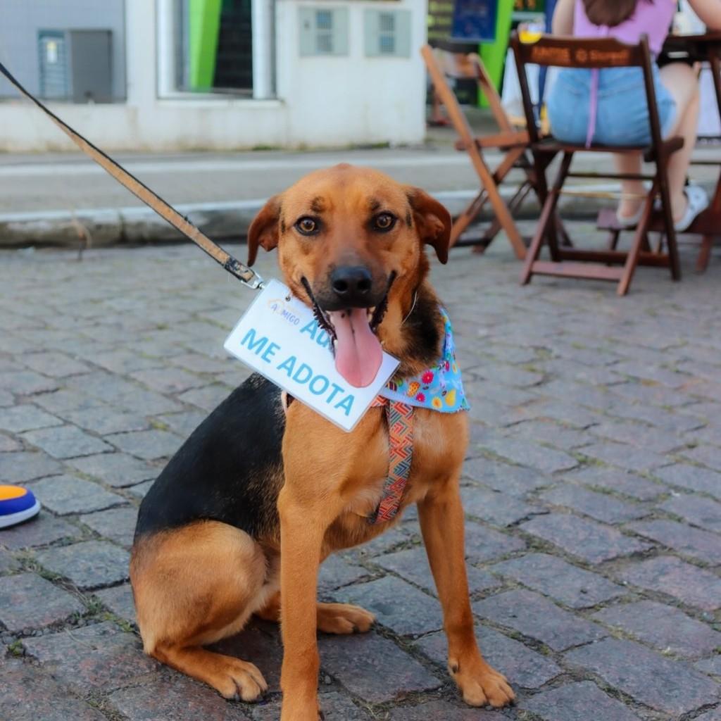 Dudu, cachorro de porte médio para adoção em São Leopoldo - RS