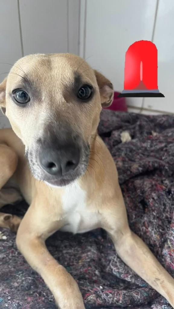 Otavinho, cachorro de porte médio para adoção em São Leopoldo - RS