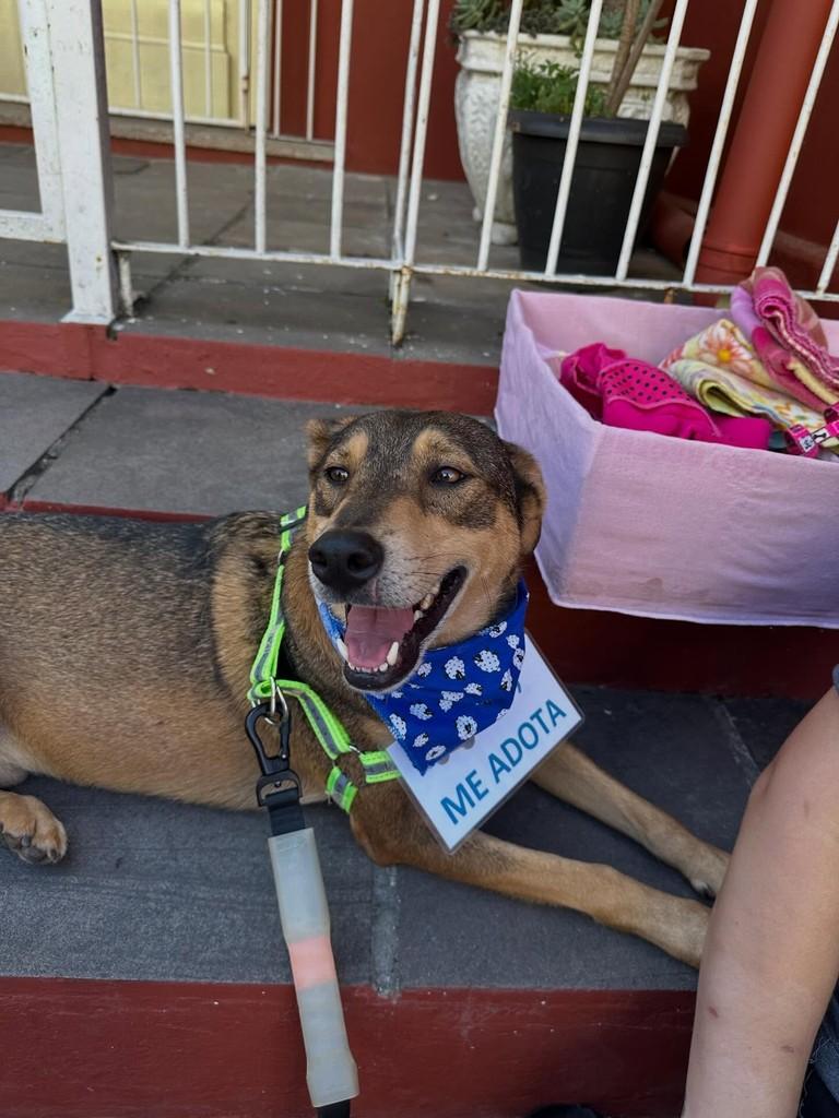 Scooby, cachorro de porte grande para adoção em São Leopoldo - RS