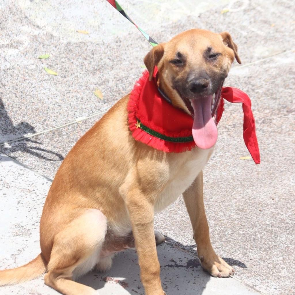 Alfredinho, cachorro de porte médio para adoção em São Leopoldo - RS