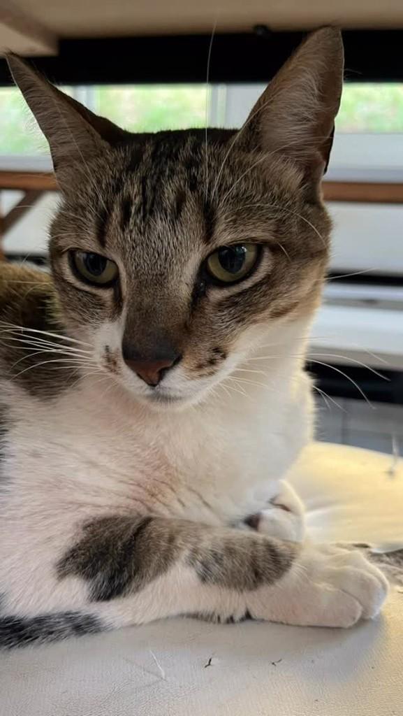Gatão, gato de porte grande para adoção em Novo Hamburgo - RS