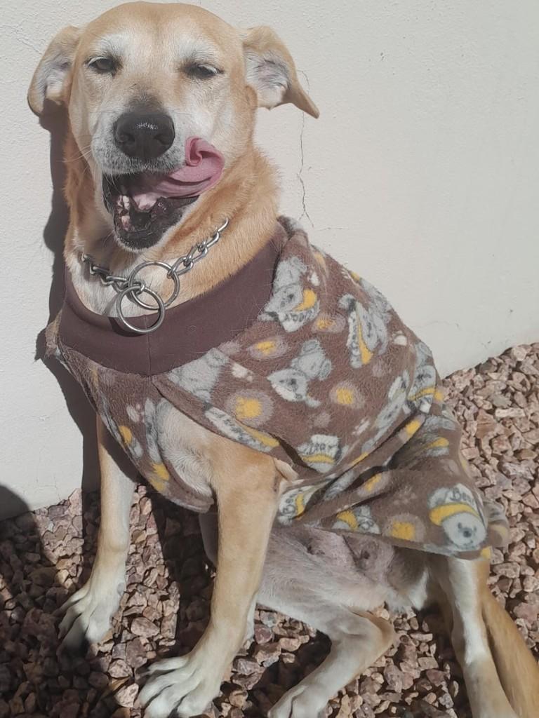Isis, cachorro de porte médio para adoção em São Leopoldo - RS