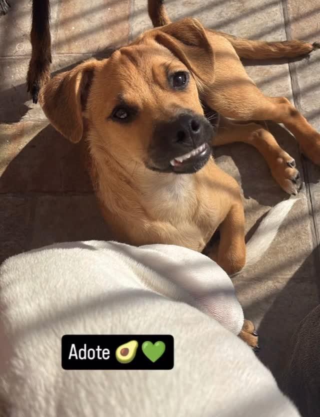 Abacate, cachorro de porte pequeno para adoção em São Leopoldo - RS