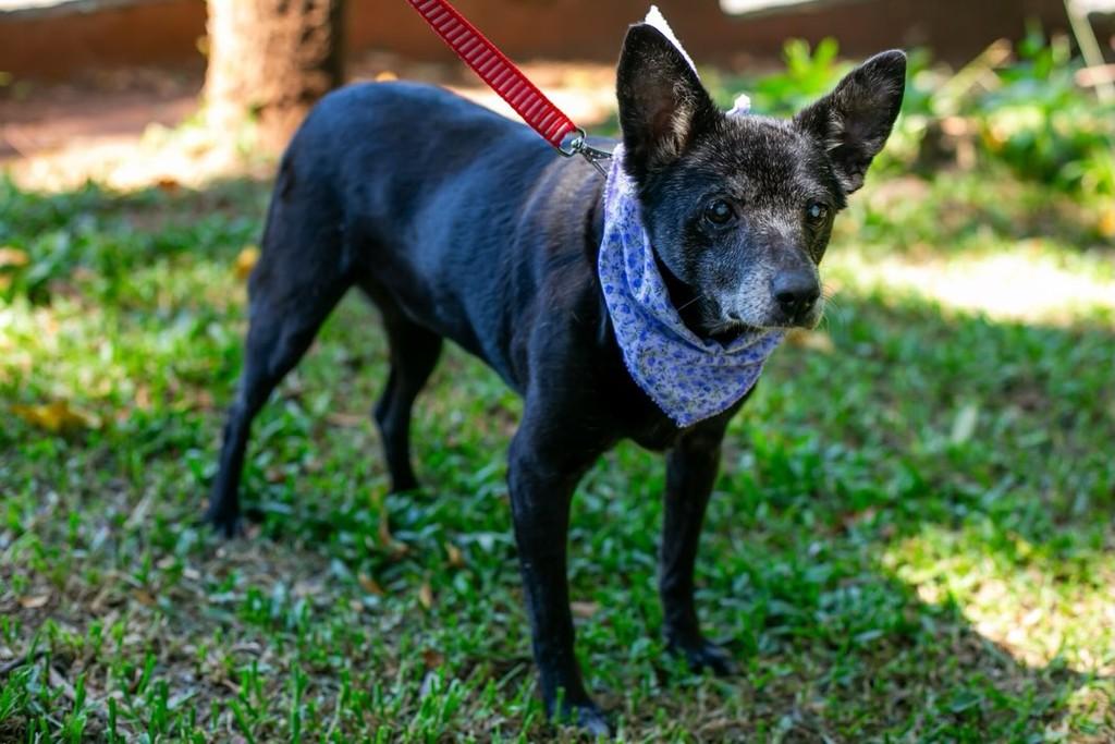Flora, cachorro de porte pequeno para adoção em São Leopoldo - RS