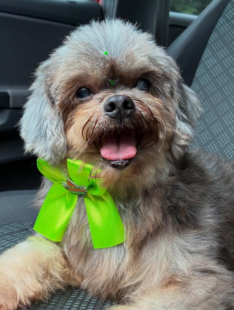 Bela, cachorro de porte pequeno para adoção em São Leopoldo - RS