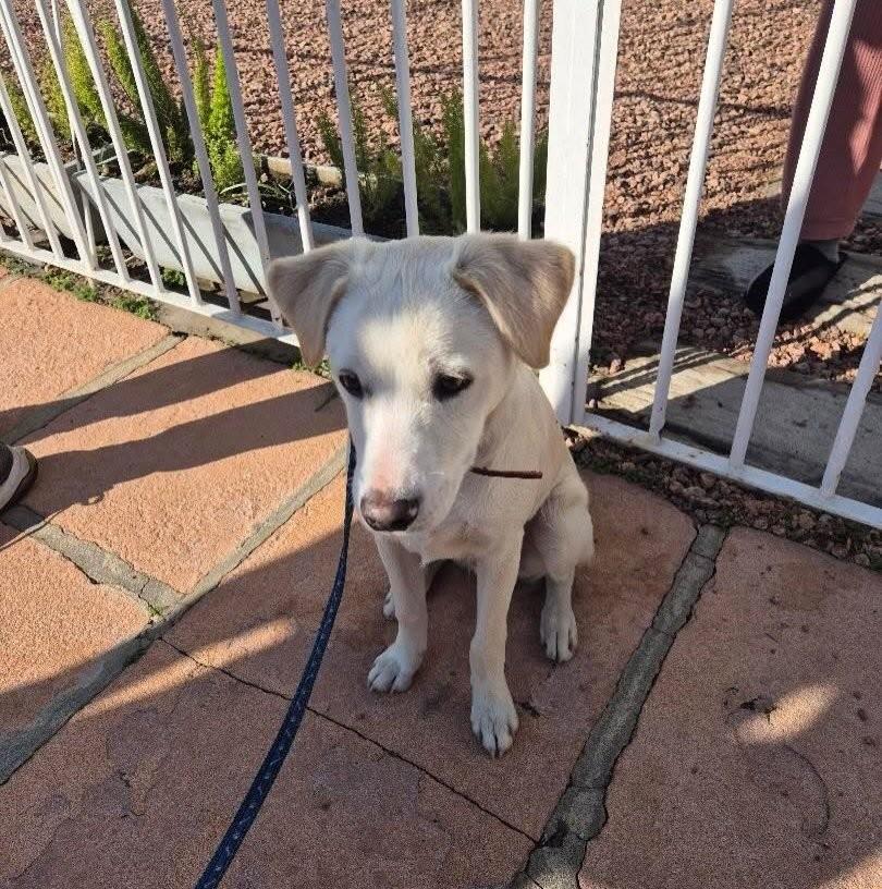 Filhotão, cachorro de porte pequeno para adoção em São Leopoldo - RS