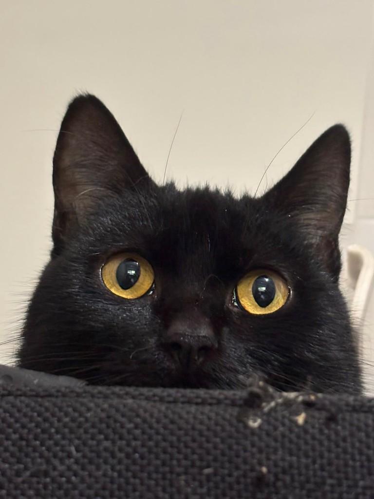 Margot, gata para adoção em São Leopoldo - RS