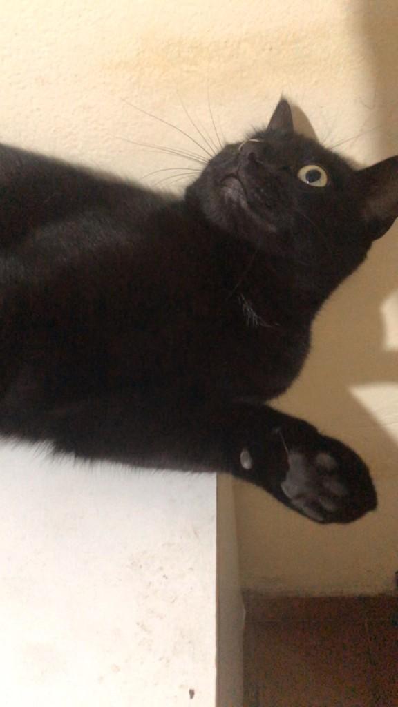 Coca, gato de porte médio para adoção em São Leopoldo - RS