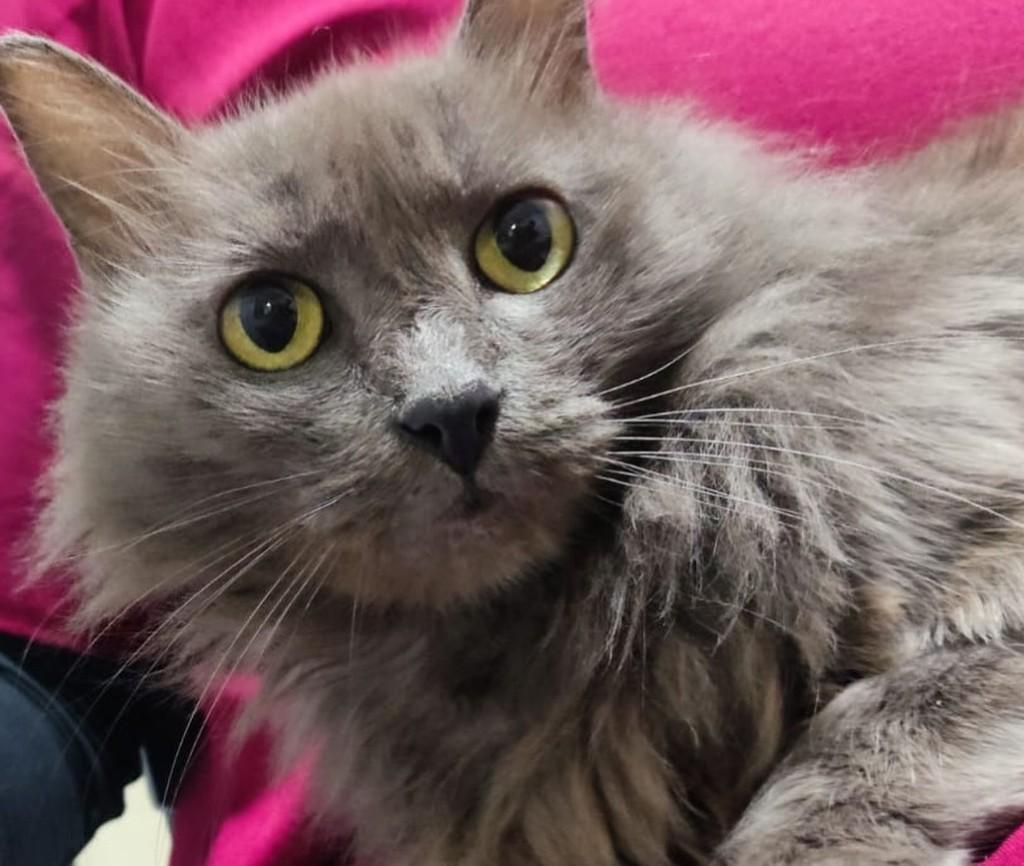 Madalena, gata de porte médio para adoção em São Leopoldo - RS