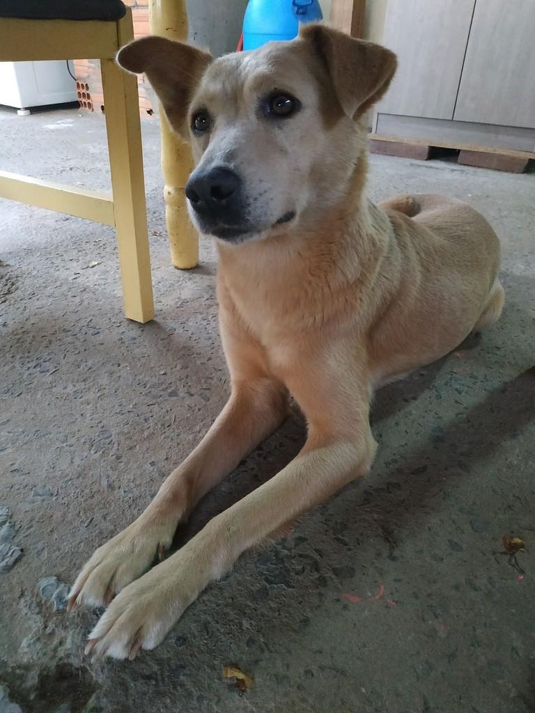 Pucca, cachorro de porte médio para adoção em São Leopoldo - RS
