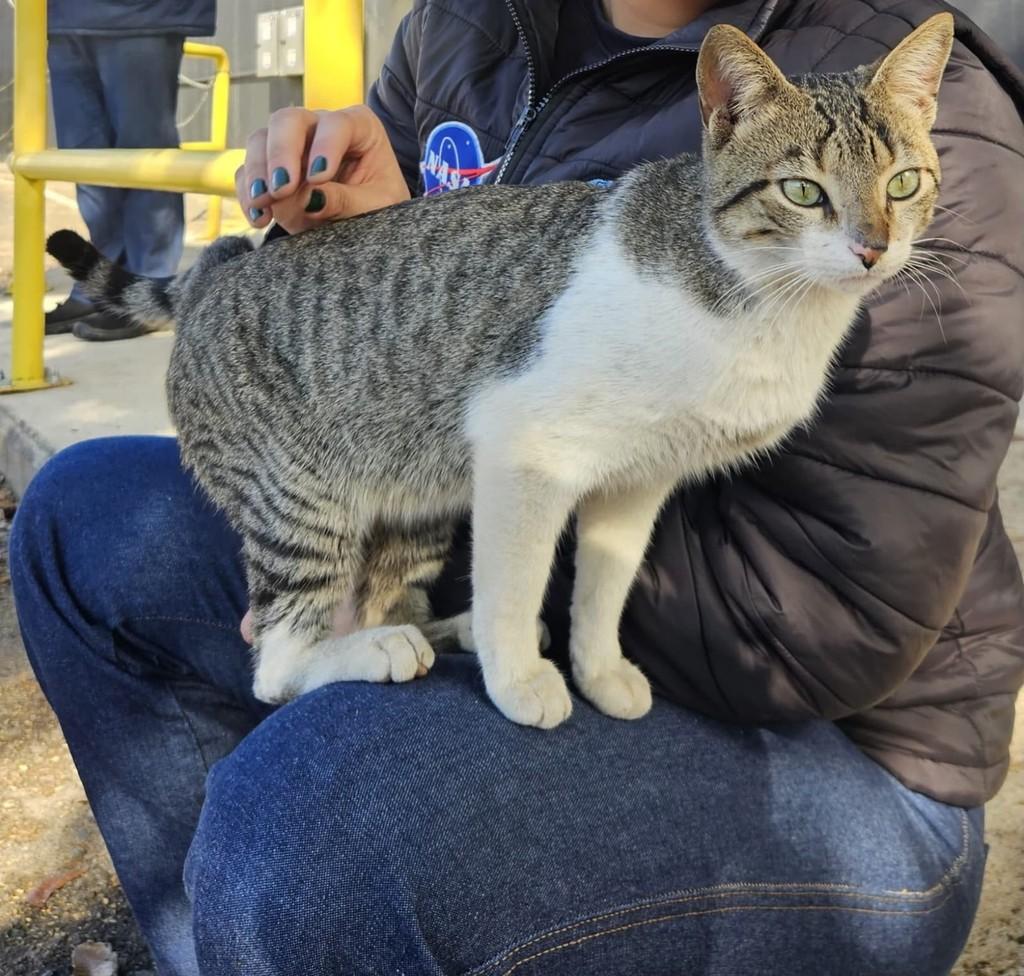 Cevada, gato de porte grande para adoção em Porto Alegre - RS