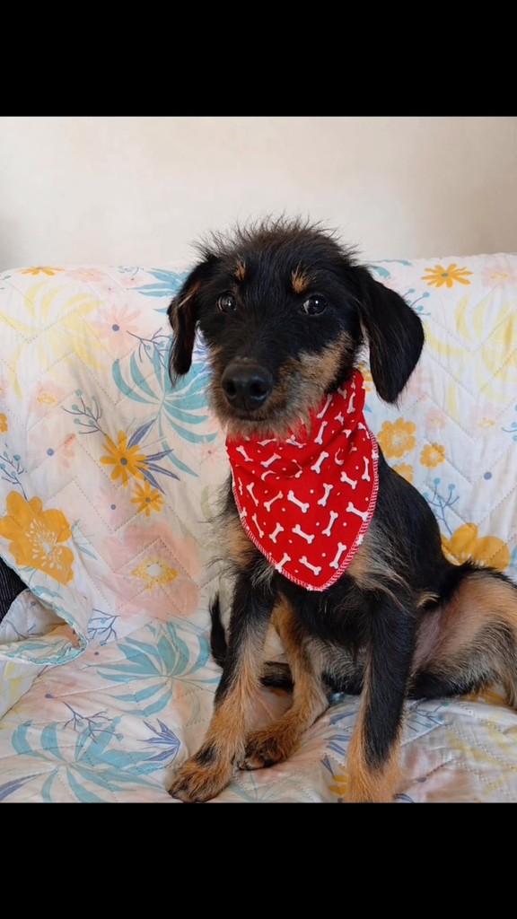 Muchacha, cachorro de porte pequeno para adoção em São Leopoldo - RS