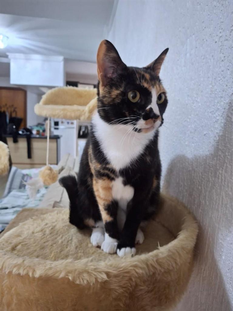 Vick, gata de porte pequeno para adoção em São Leopoldo - RS