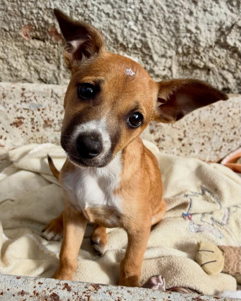 Hermione, cadela de porte pequeno para adoção em São Leopoldo - RS