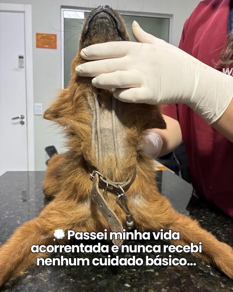 Raposinha, cadela de porte pequeno para adoção em São Leopoldo - RS