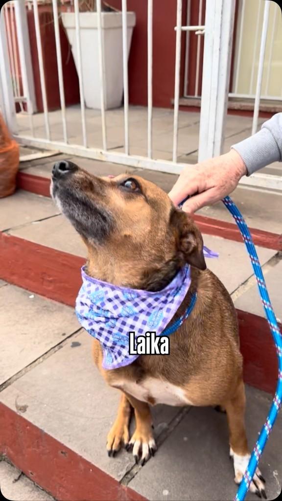 Laika, cachorro de porte pequeno para adoção em São Leopoldo - RS
