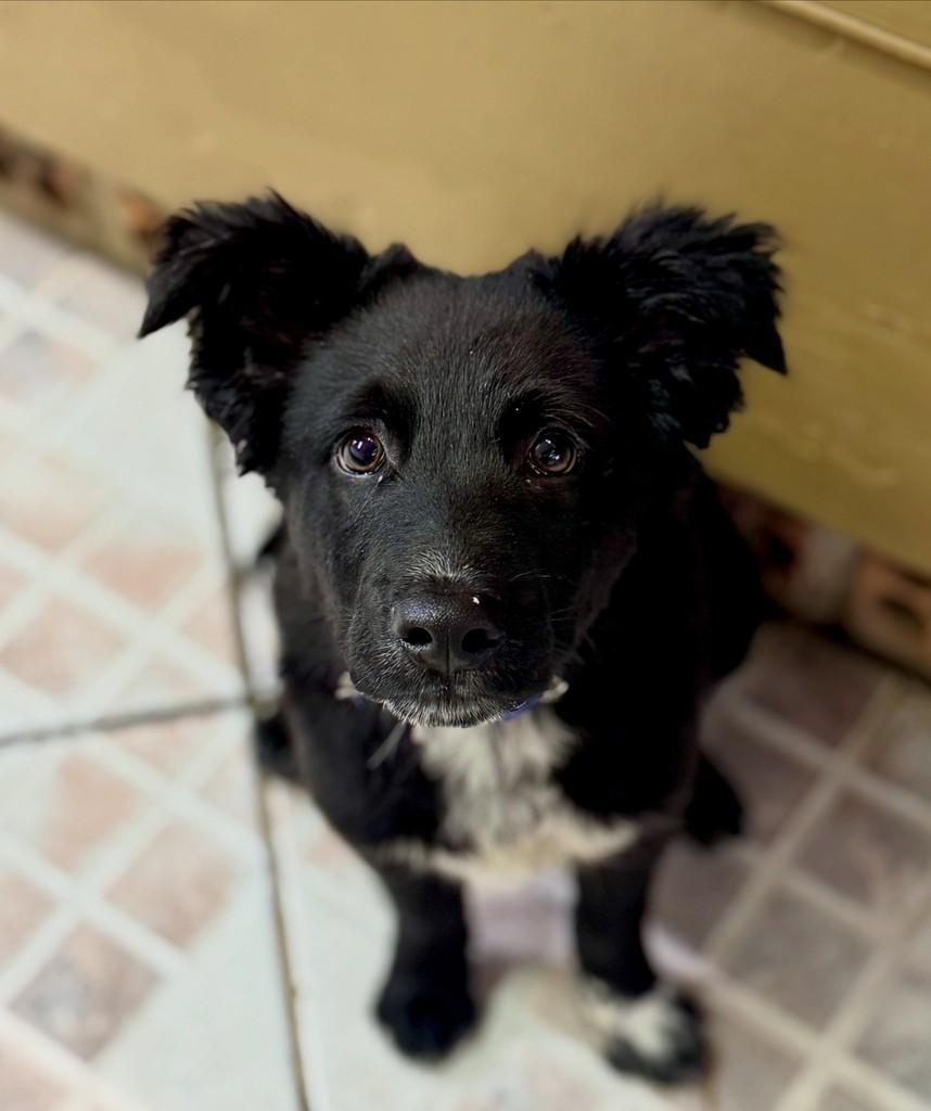 Floco, cachorro de porte pequeno para adoção em São Leopoldo - RS — foto 2 de 5