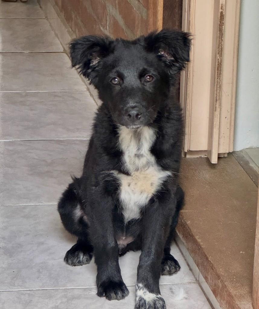 Floco, cachorro de porte pequeno para adoção em São Leopoldo - RS — foto 3 de 5