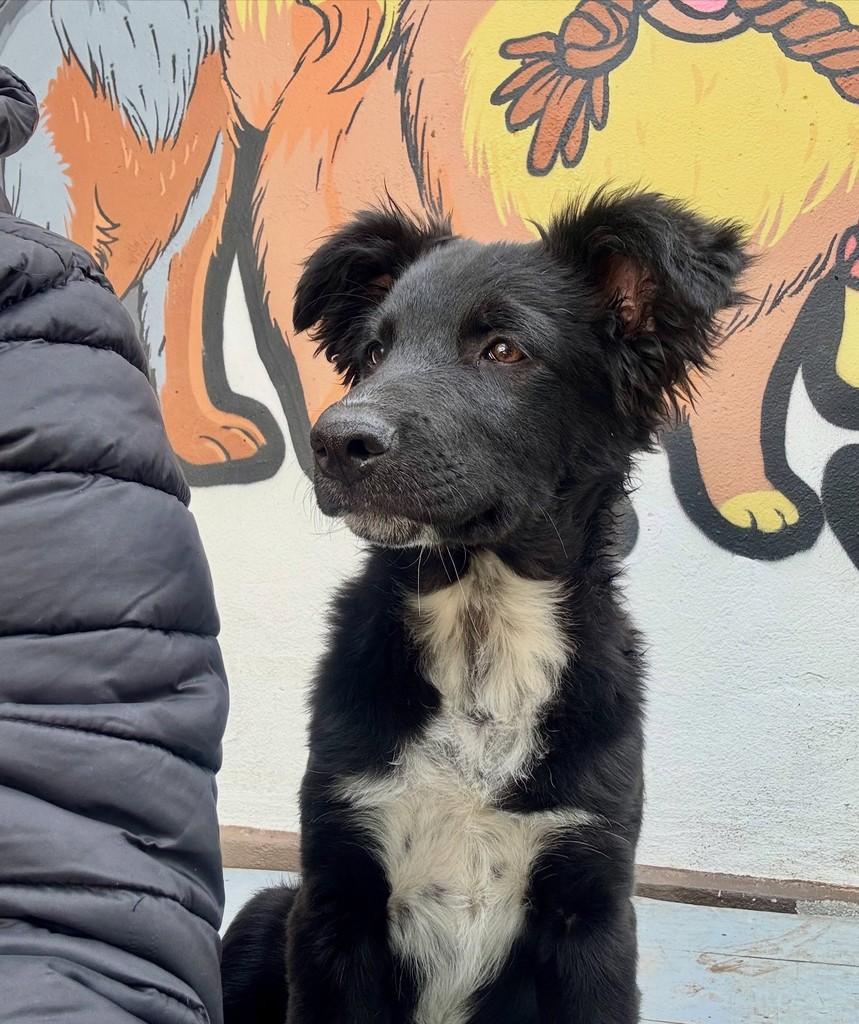 Floco, cachorro de porte pequeno para adoção em São Leopoldo - RS — foto 4 de 5