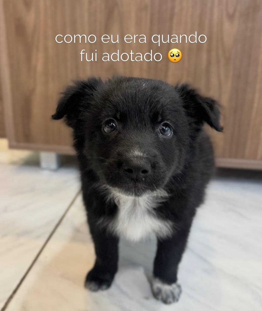 Floco, cachorro de porte pequeno para adoção em São Leopoldo - RS — foto 5 de 5