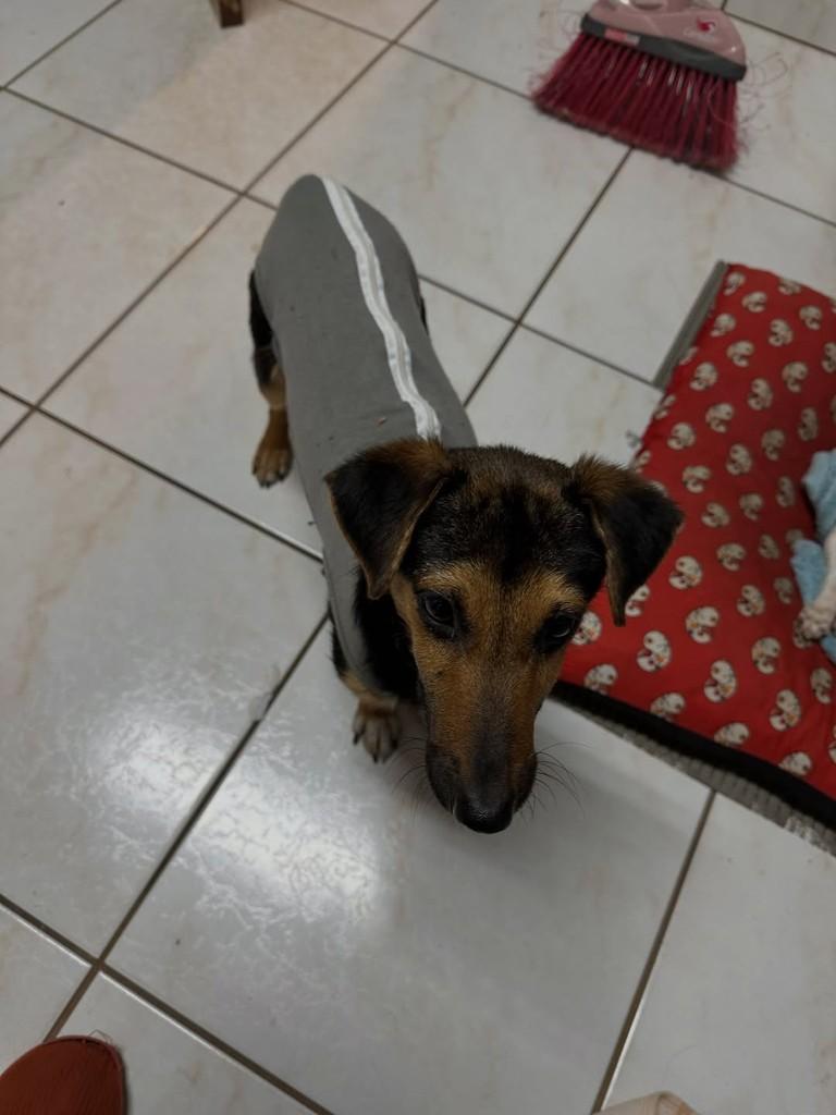 Pitoco, cachorro de porte pequeno para adoção em São Leopoldo - RS