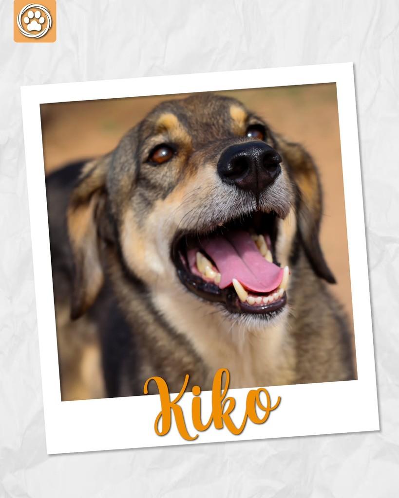 Kiko, cachorro de porte médio para adoção em São Paulo - SP