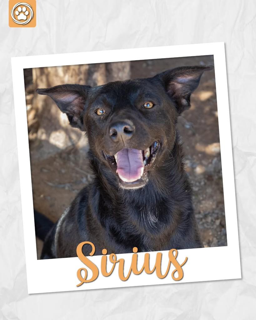 Sirius, cachorro de porte médio para adoção em São Paulo - SP