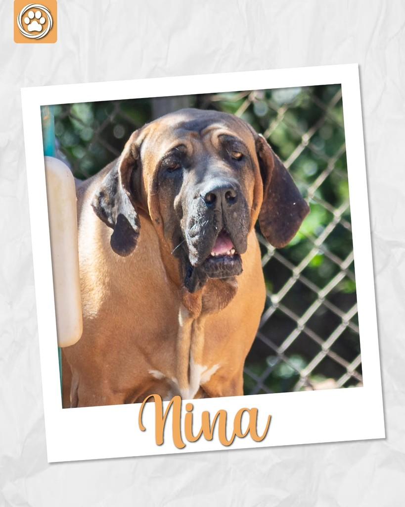 Nina, cachorro de porte grande para adoção em São Paulo - SP