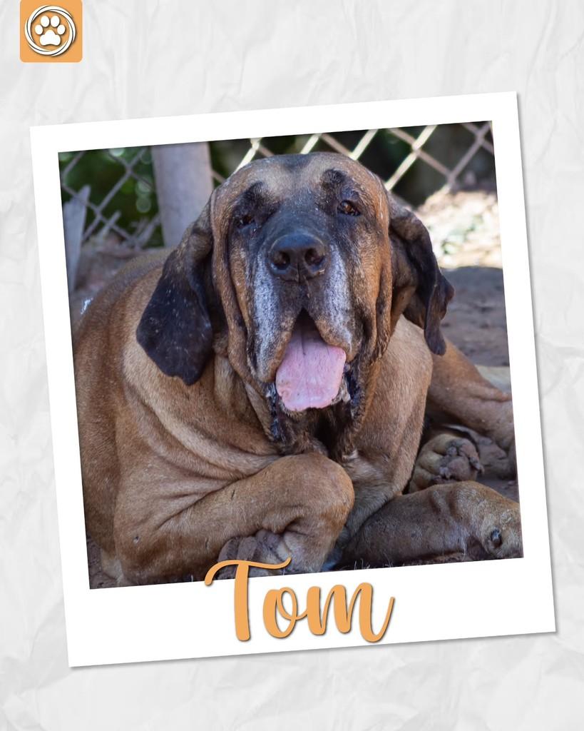 Tom, cachorro de porte grande para adoção em São Paulo - SP