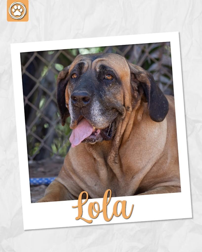 Lola, cachorro de porte médio para adoção em São Paulo - SP