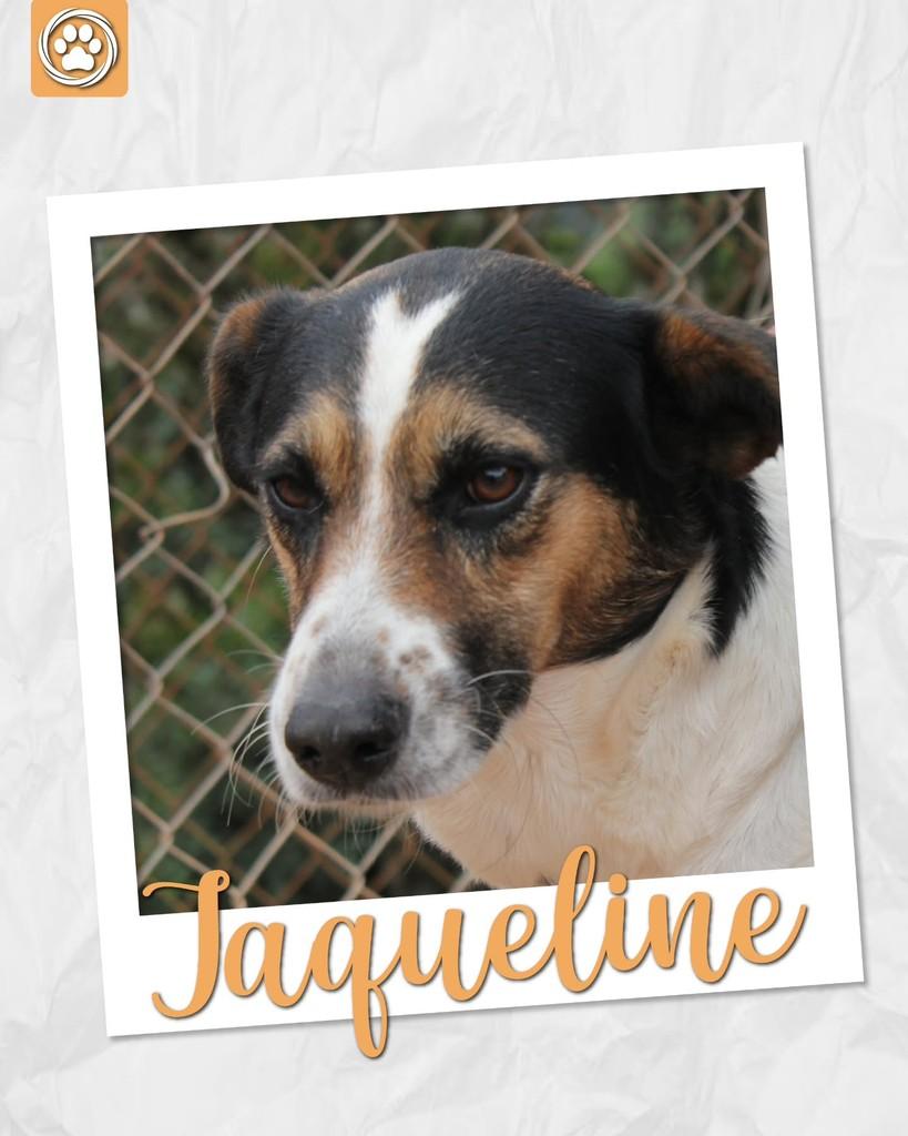 Jaqueline, cadela de porte médio para adoção em São Paulo - SP