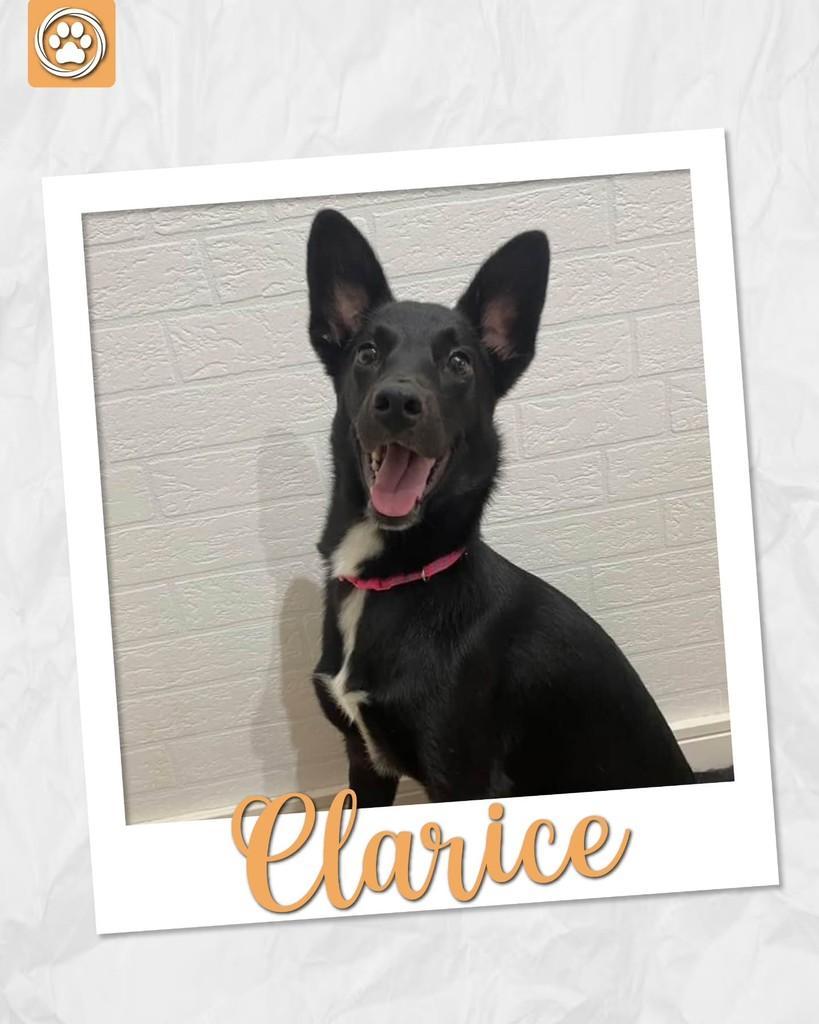 Clarice, cadela de porte médio para adoção em São Paulo - SP