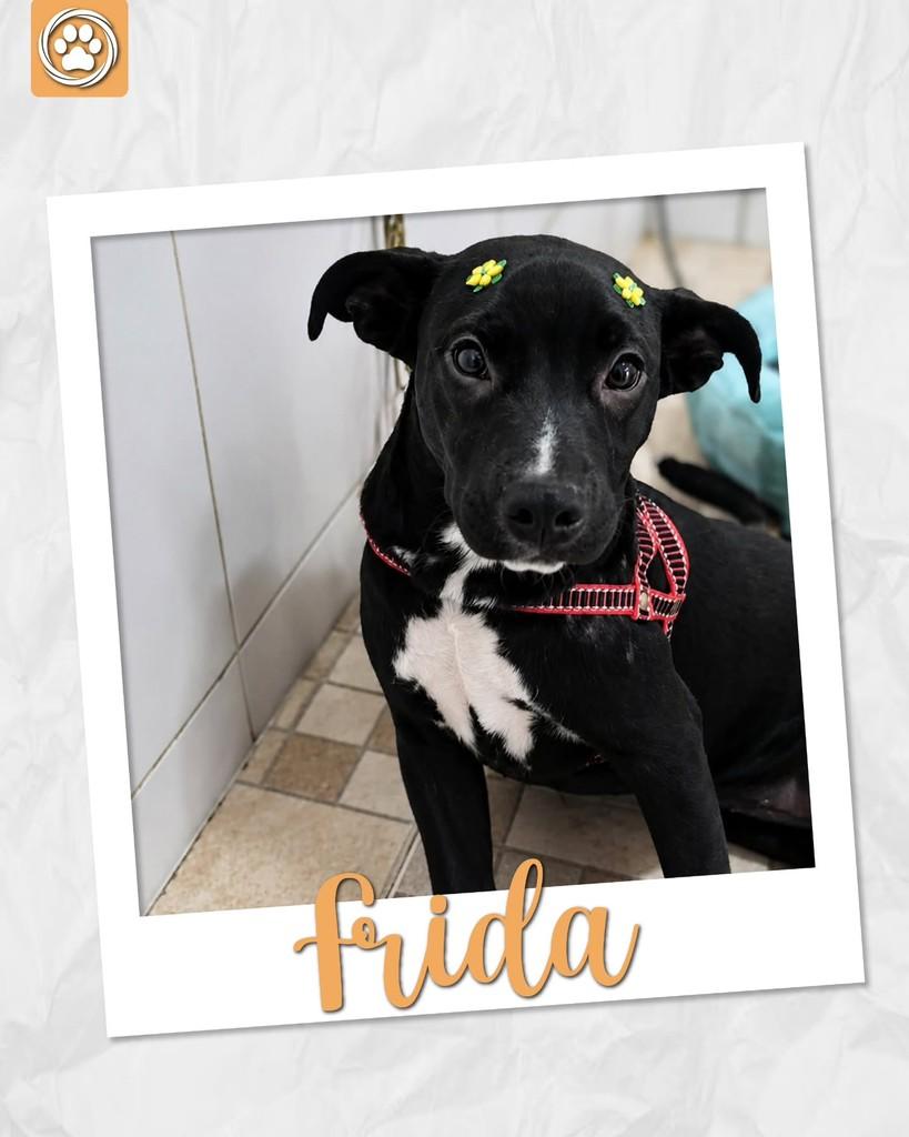 Frida, cadela de porte médio para adoção em São Paulo - SP