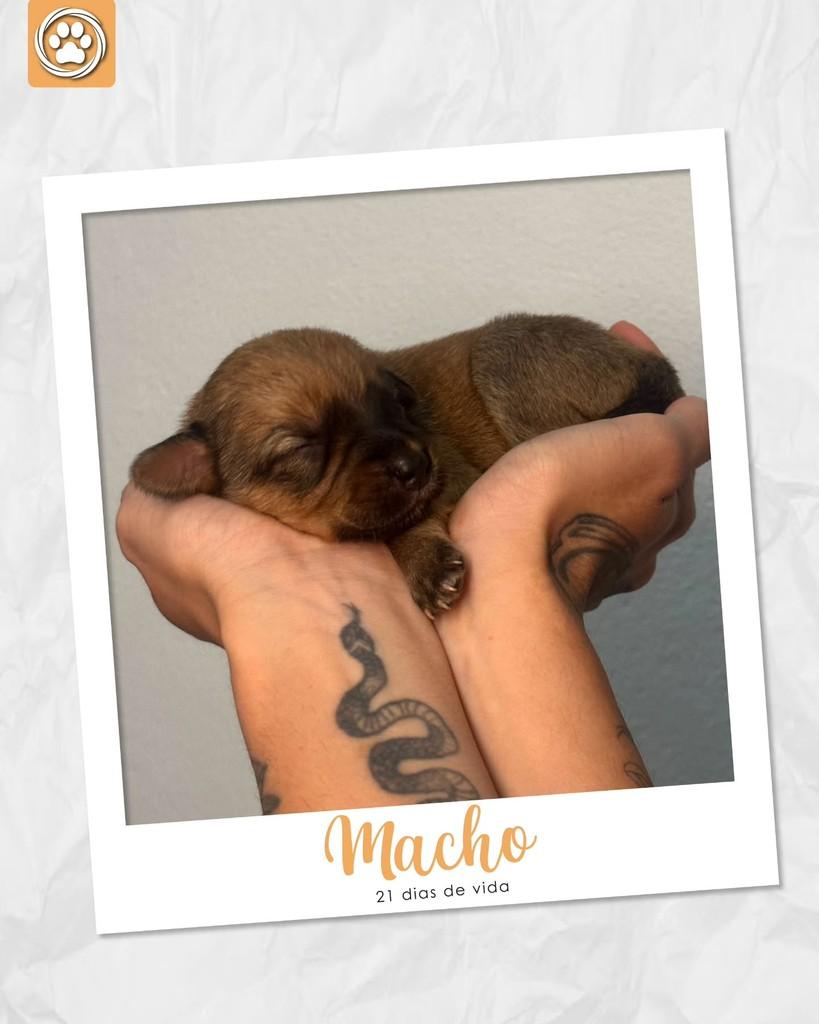 Príncipe, cachorro de porte pequeno para adoção em São Paulo - SP