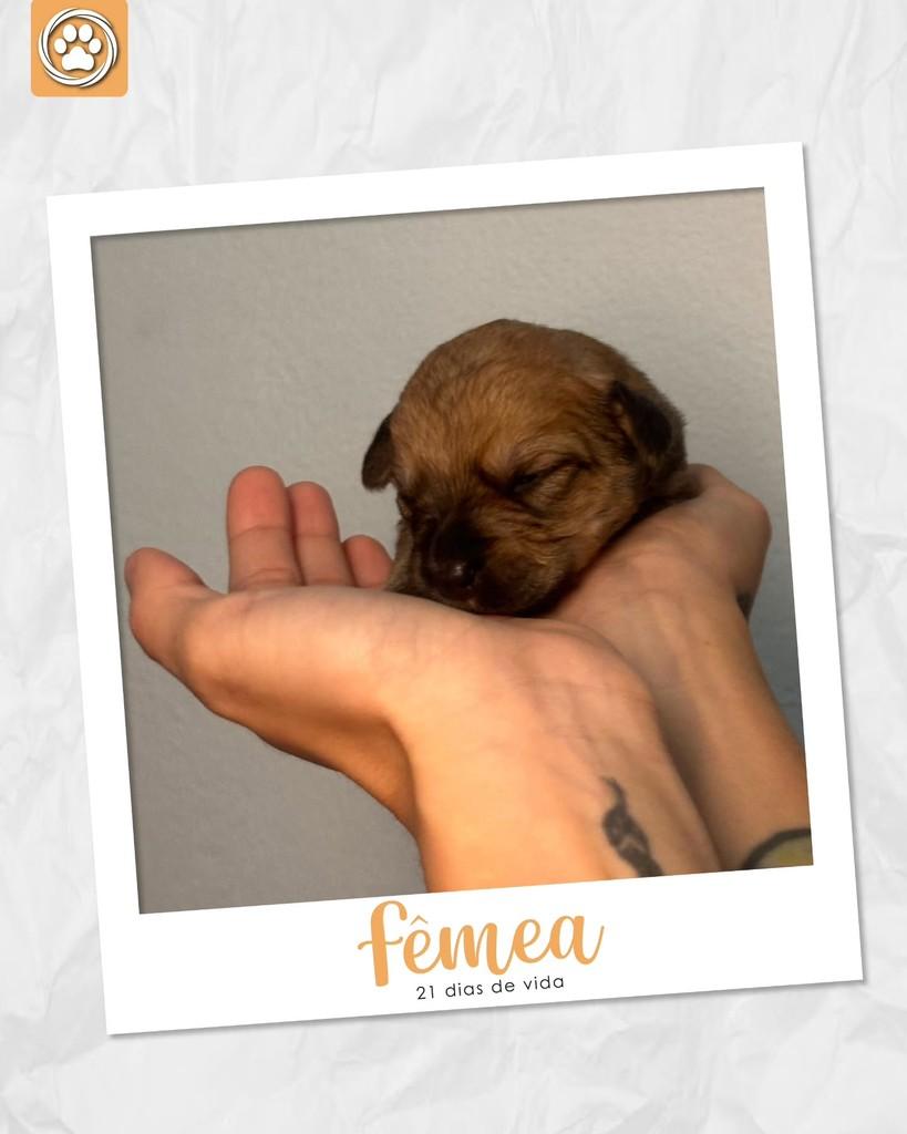 Princesa, cadela de porte pequeno para adoção em São Paulo - SP