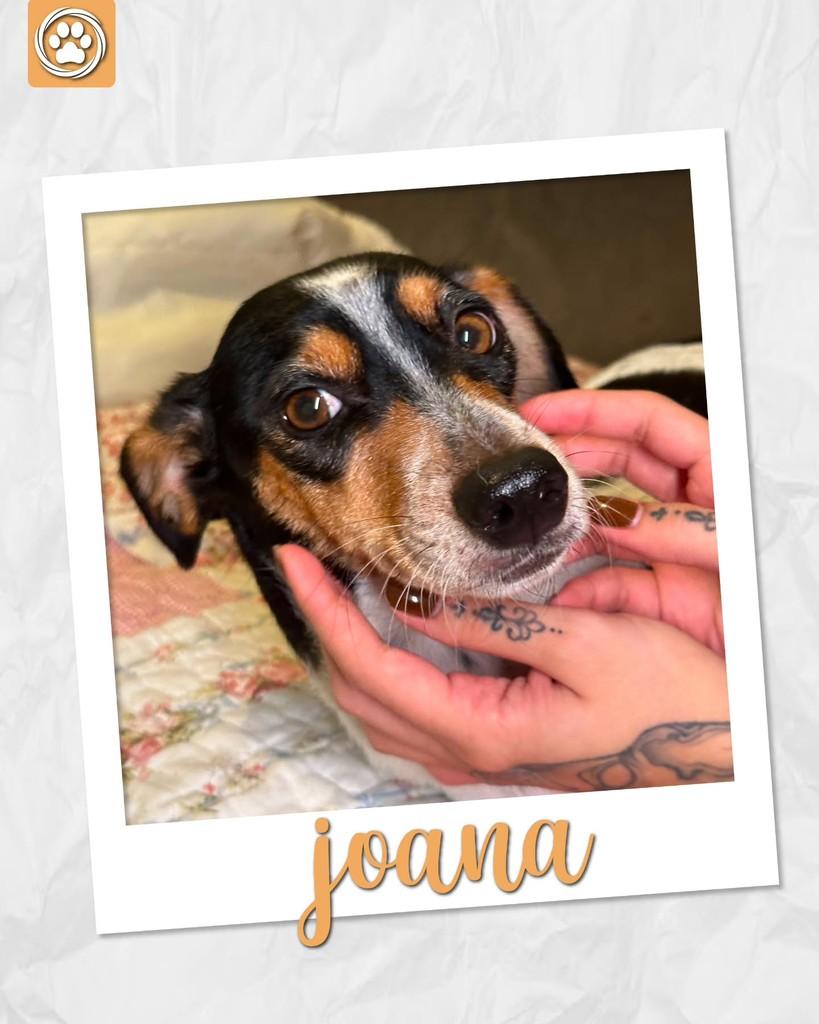 Joana, cachorro de porte médio para adoção em São Paulo - SP